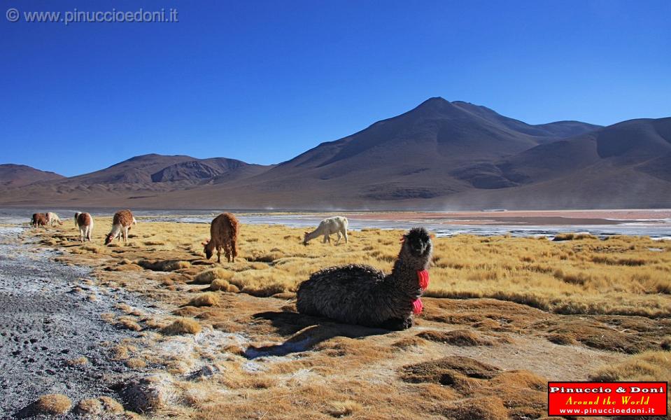 BOLIVIA 2 - Lama alla Laguna Colorada - 9.jpg